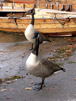 Canada Geese i